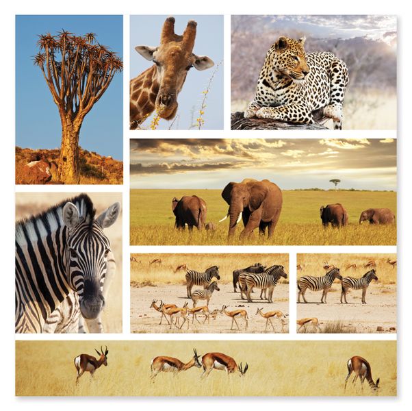 Melissa &amp; Doug Safari Snapshots Jigsaw