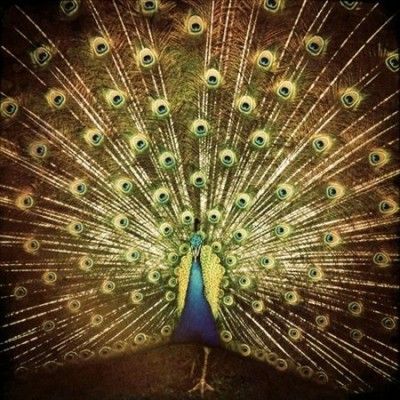 Ani Difranco - Which Side Are You On (Vinyl)