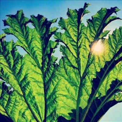 Pfarmers - Gunnera (Vinyl)
