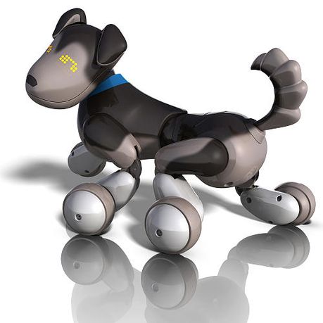 zoomer dog shadow