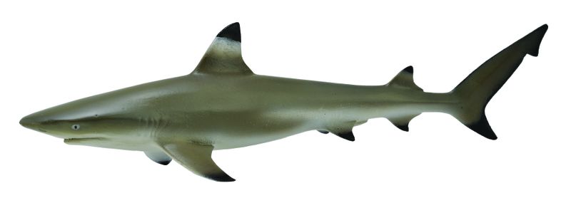 Collecta Sea Life-Blacktip Reef Shark -M