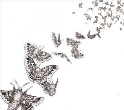 Des Ark - Everything Dies (CD)