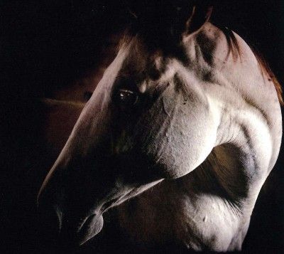 Brother Dege - How To Kill A Horse (CD)