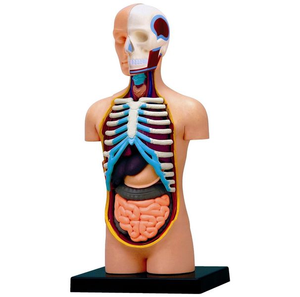 Jeronimo Human Anatomy - Torso Model