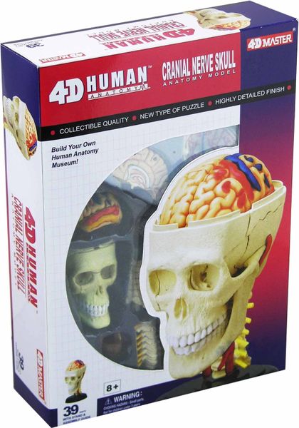 Jeronimo Human Anatomy - Cranial Nerve Skull Anatomy Model