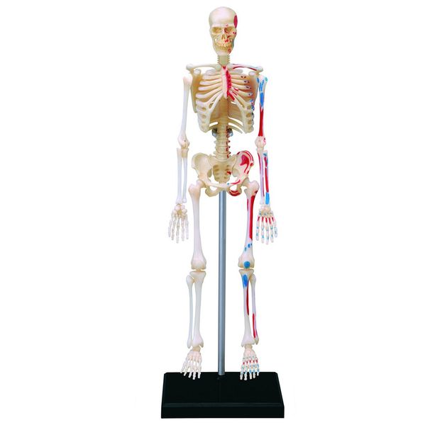 Jeronimo Human Anatomy - Skeleton Model