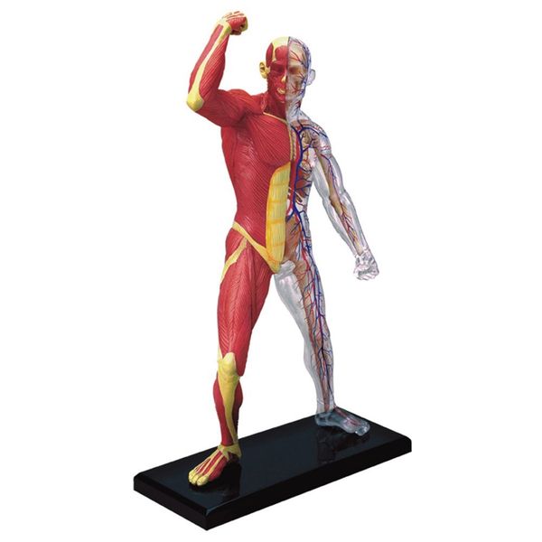 Jeronimo Human Anatomy - Human Muscle &amp; Skeleton Model