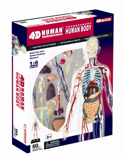Jeronimo Human Anatomy - 1/6 Cleared Human Body (13 inch)