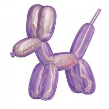 Jeronimo Human Anatomy - Balloon Dog Anatomy
