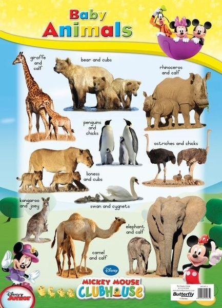 Butterfly Wallchart - Mickey Mouse Baby Animals