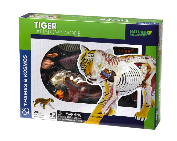 Nature Discovery - Animal Anatomy - Tiger