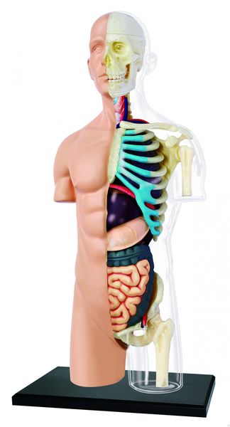 Nature Discovery - Human Anatomy