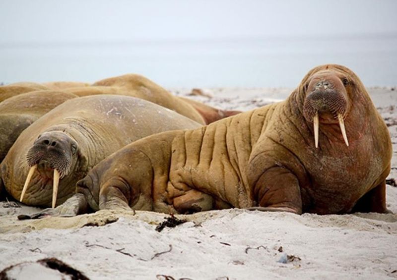 workART Curated Photographic Canvas - Walrus Time by Jay Ruzesky