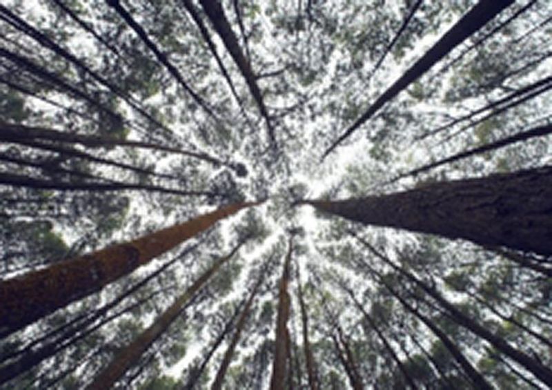 workART Curated Photographic Canvas - Pine Forest by Iswanto Arif