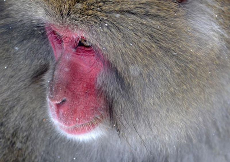workART Curated Photographic Canvas - Snow Monkey by Damir Kotoric