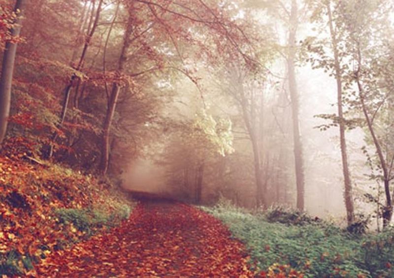 workART Curated Photographic Canvas - Autumn Path by Sebastian Unrau