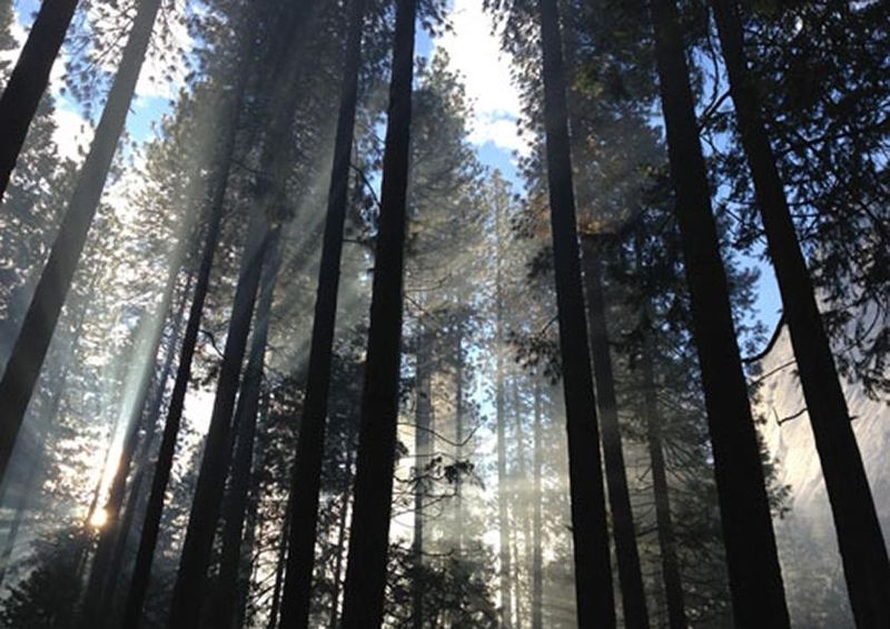 workART Curated Photographic Canvas - Forest Light by Mike Petrucci