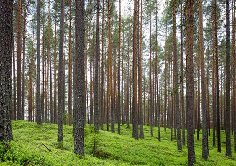 workART Curated Photographic Canvas - Wood for the Trees by Jon Ottoson