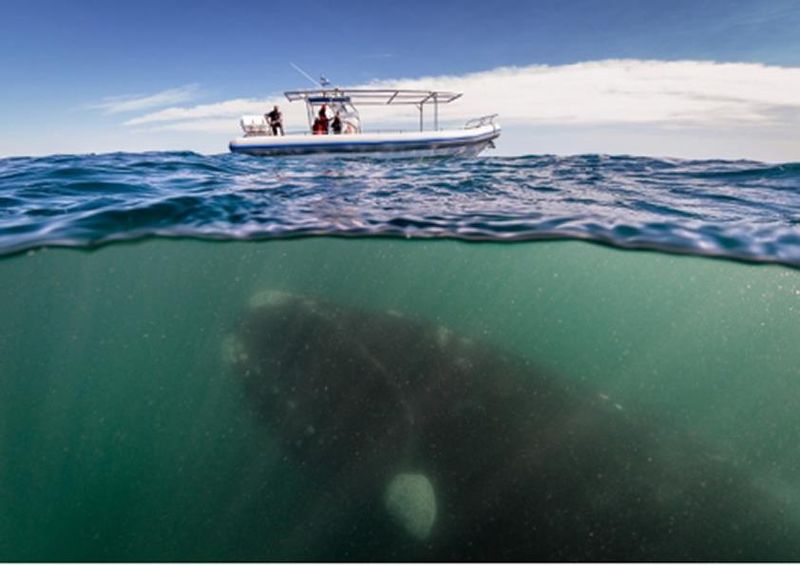workART Curated Photographic Canvas - What Lies Beneath by 1x Com