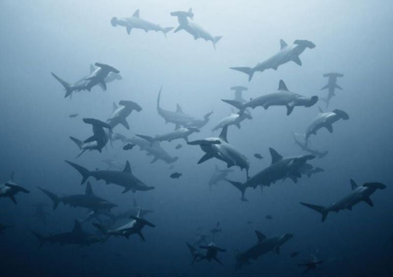 workART Curated Photographic Canvas - Swarming by 1x Com