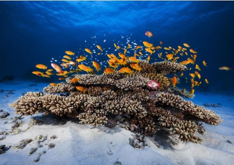 workART Curated Photographic Canvas - Marine Life by 1x Com