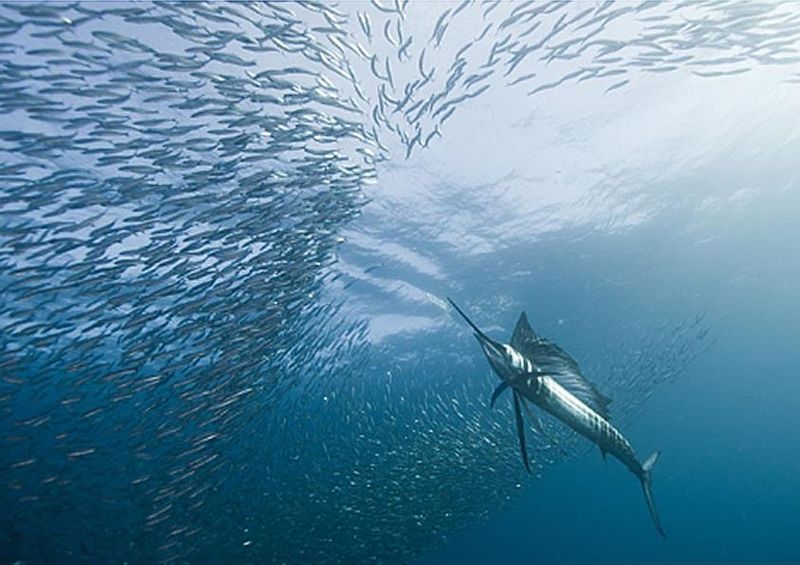 workART Curated Photographic Canvas - Hunter and the Hunted by 1x Com