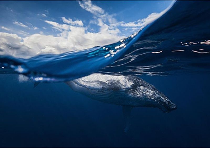 workART Curated Photographic Canvas - Humpback Whale and the Sky by 1x Com