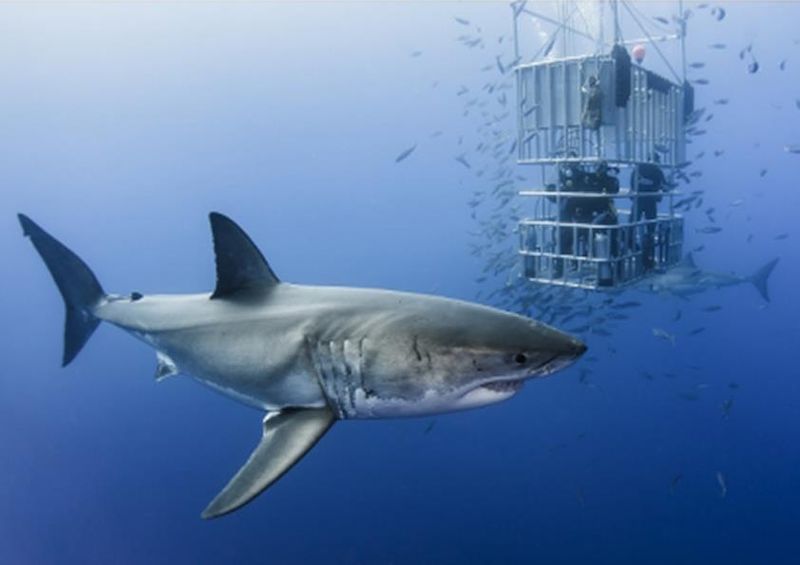 workART Curated Photographic Canvas - Animal in Cage by 1x Com