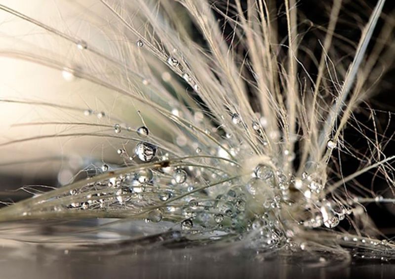 workART Curated Photographic Canvas - Pearls by Maryam Zahirimehr