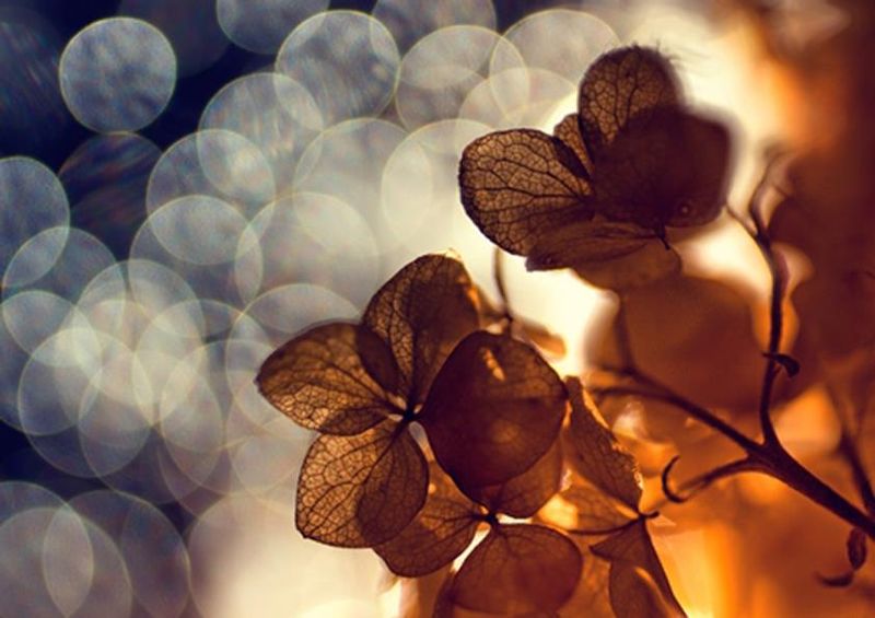 workART Curated Photographic Canvas - Orbs and Petals and Orbs by Dimitar Lazarov