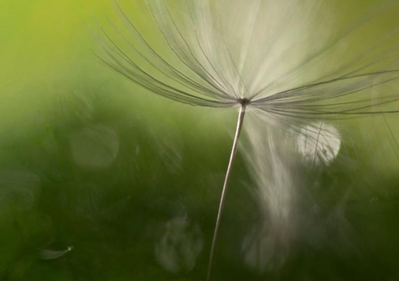workART Curated Photographic Canvas - Shadows in the Green by Heidi Westum