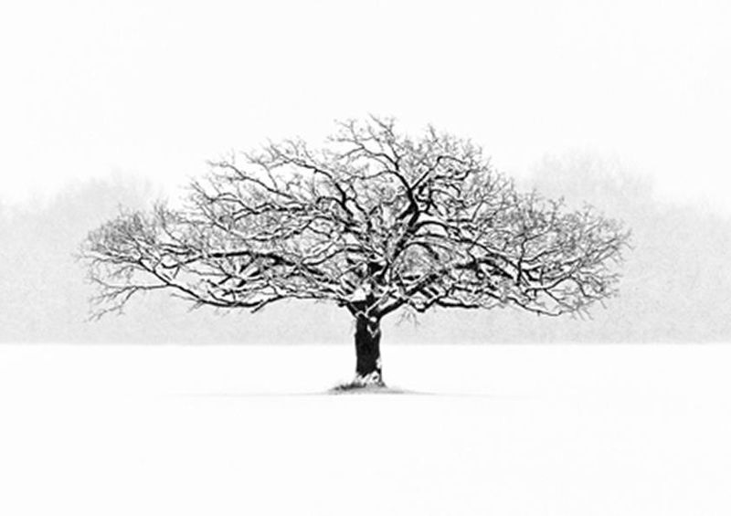 workART Curated Photographic Canvas - So Alone by Matt Anderson