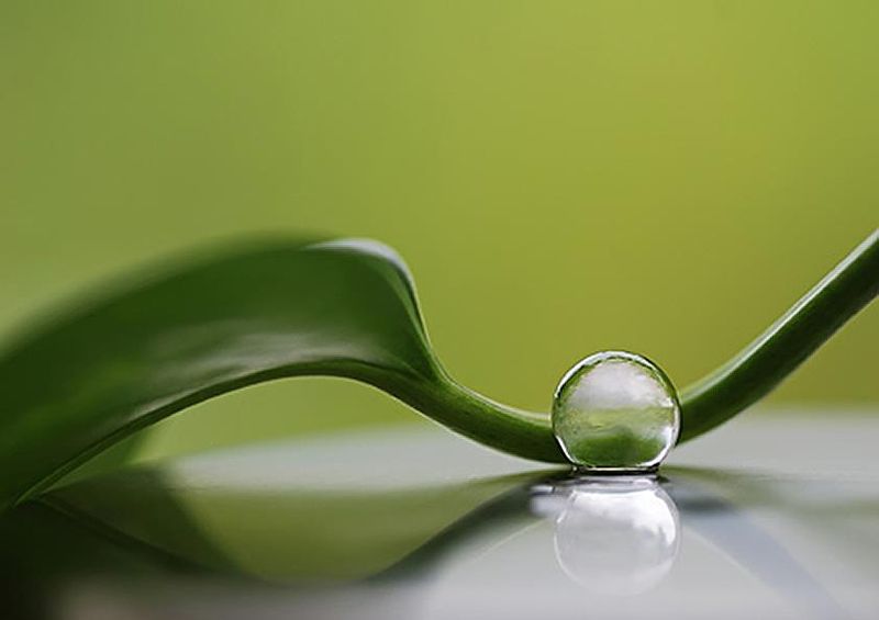 workART Curated Photographic Canvas - Green Harmony by Heidi Westum