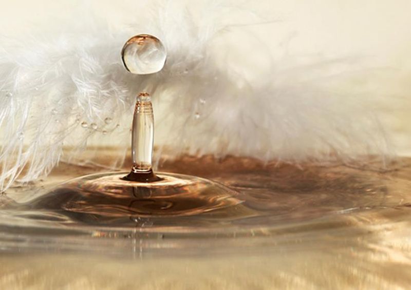 workART Curated Photographic Canvas - Golden Feather drops by Heidi Westum
