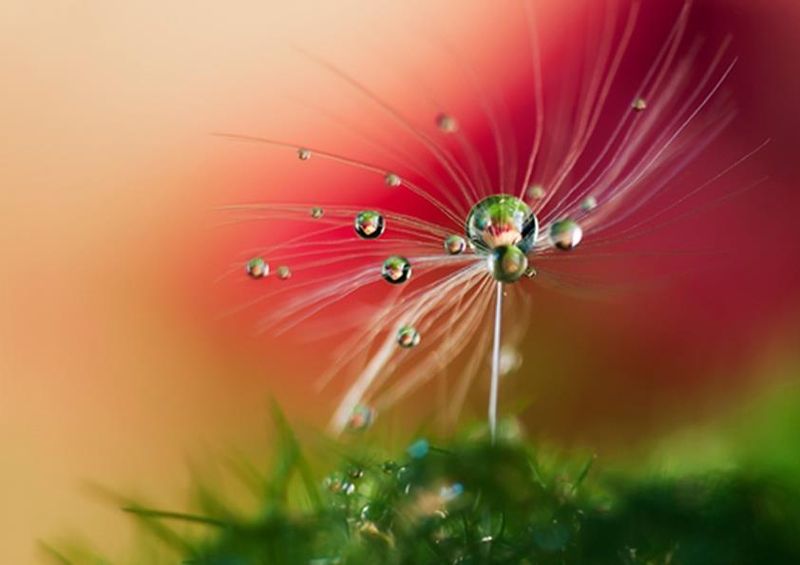 workART Curated Photographic Canvas - Red Morning by Heidi Westum