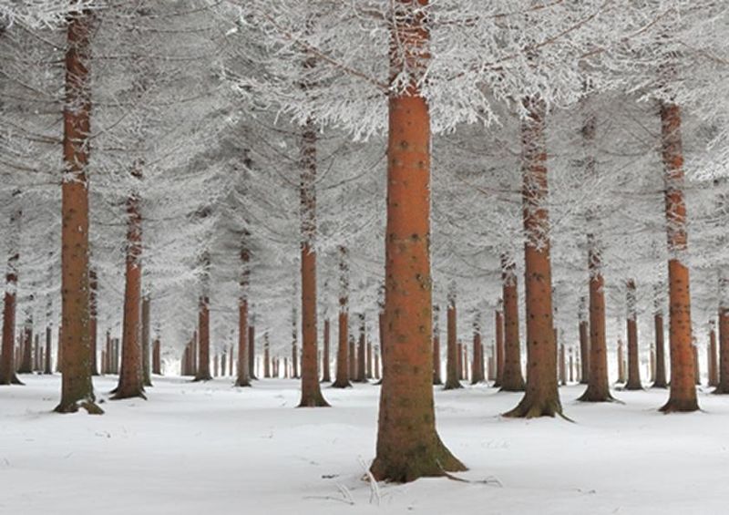 workART Curated Photographic Canvas - Magical Forest by Dragisa Petrovic