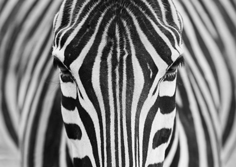 workART Curated Photographic Canvas - Zebra by Hesham Alhumaid