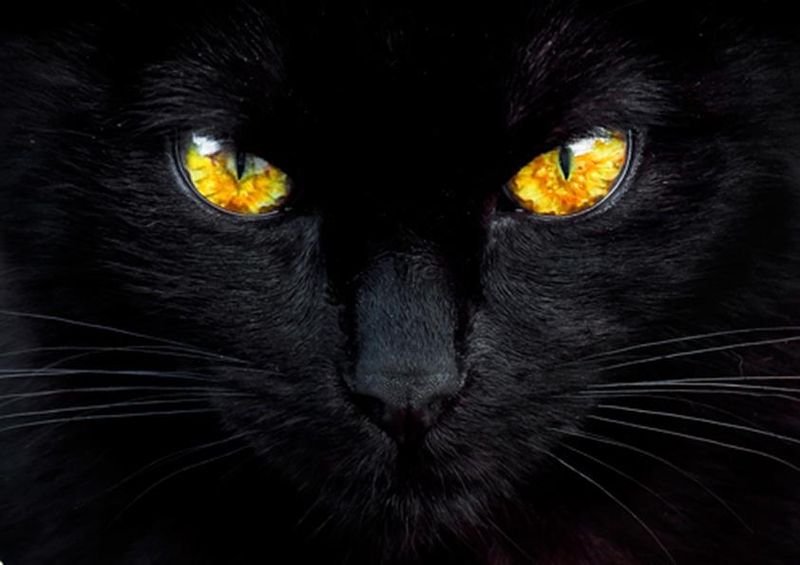 workART Curated Photographic Canvas - The Hypnotist of the Night by Ferdinando Valverde