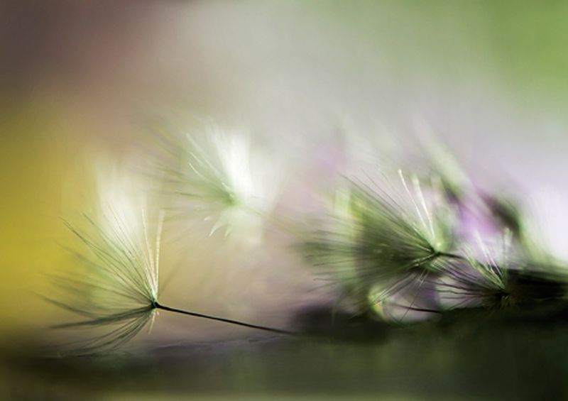 workART Curated Photographic Canvas - In the Morning by Maryam Zahirimehr