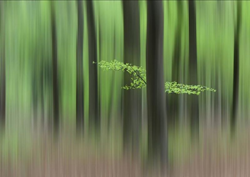workART Curated Photographic Canvas - Spring Morning by Huib Limberg