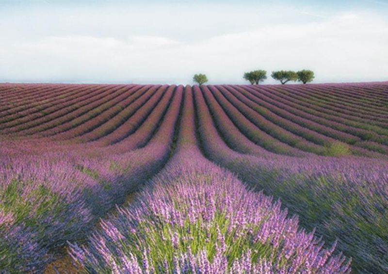 workART Curated Photographic Canvas - Velours de Lavender by Margarita Chernilova
