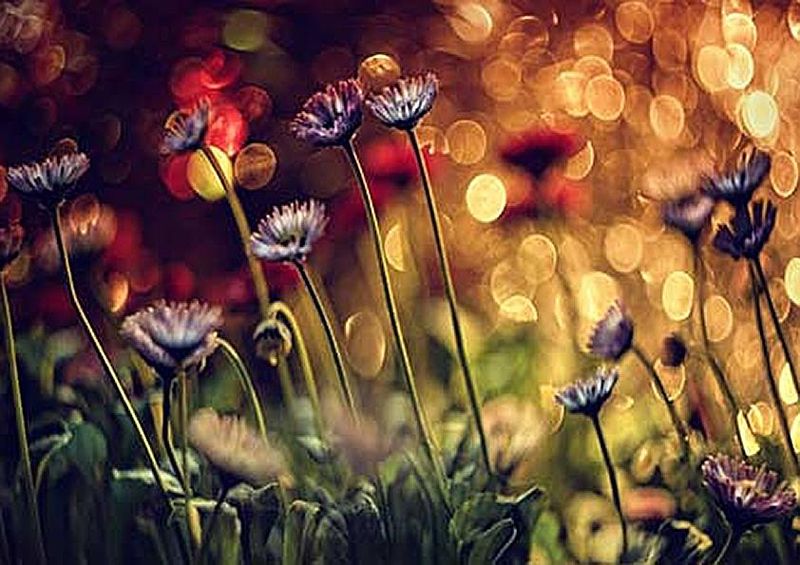 workART Curated Photographic Canvas - Flower and Orbs by Dimitar Lazarov