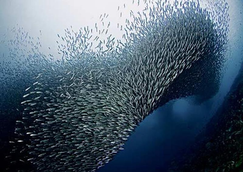 workART Curated Photographic Canvas - Sardines Tornado by Henry Jager