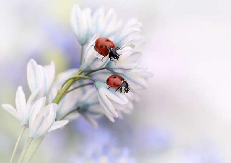 workART Curated Photographic Canvas - Ladybirds by Ellen van Deelen