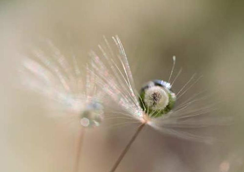 workART Curated Photographic Canvas - Star of Dandelion by Bertrand Kulik