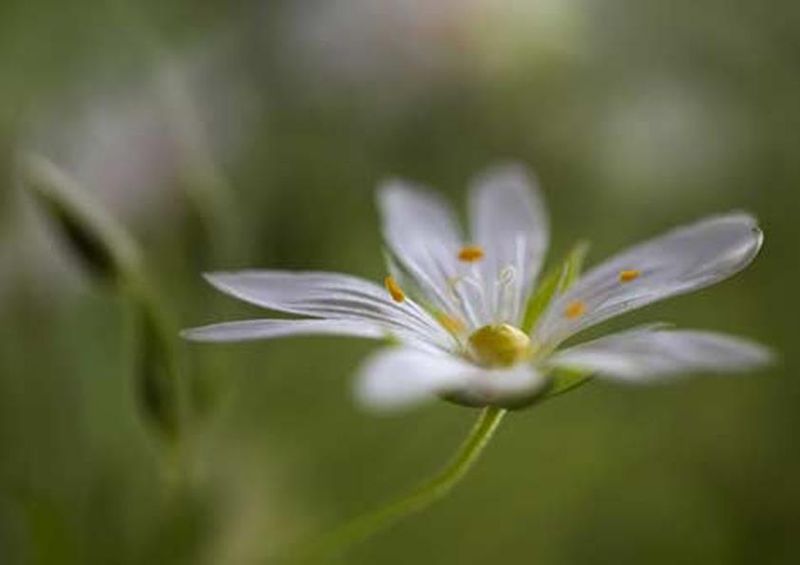 workART Curated Photographic Canvas - Stitchwort by Mandy Disher