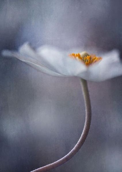 workART Curated Photographic Canvas - The Beauty Within by Priska Wettstein
