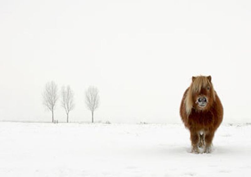 workART Curated Photographic Canvas - The Cold Pony by Gert Van Den