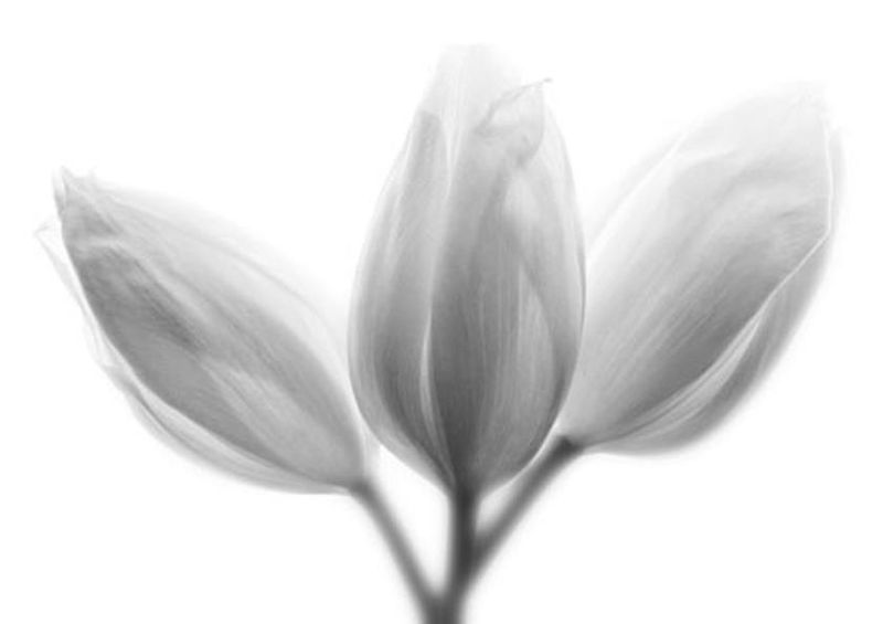 workART Curated Photographic Canvas - Quintessence by Peter Davids