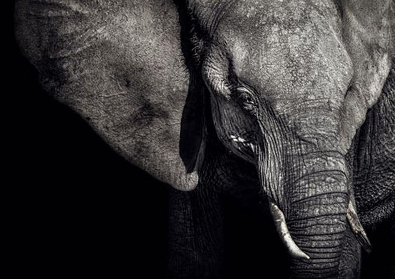 workART Curated Photographic Canvas - The Matriarch by Piet Flour